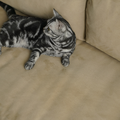 Maddie II 梳化 (可訂造長度) - mori home